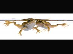 Fiona Lea-Frogs-Commended.jpg